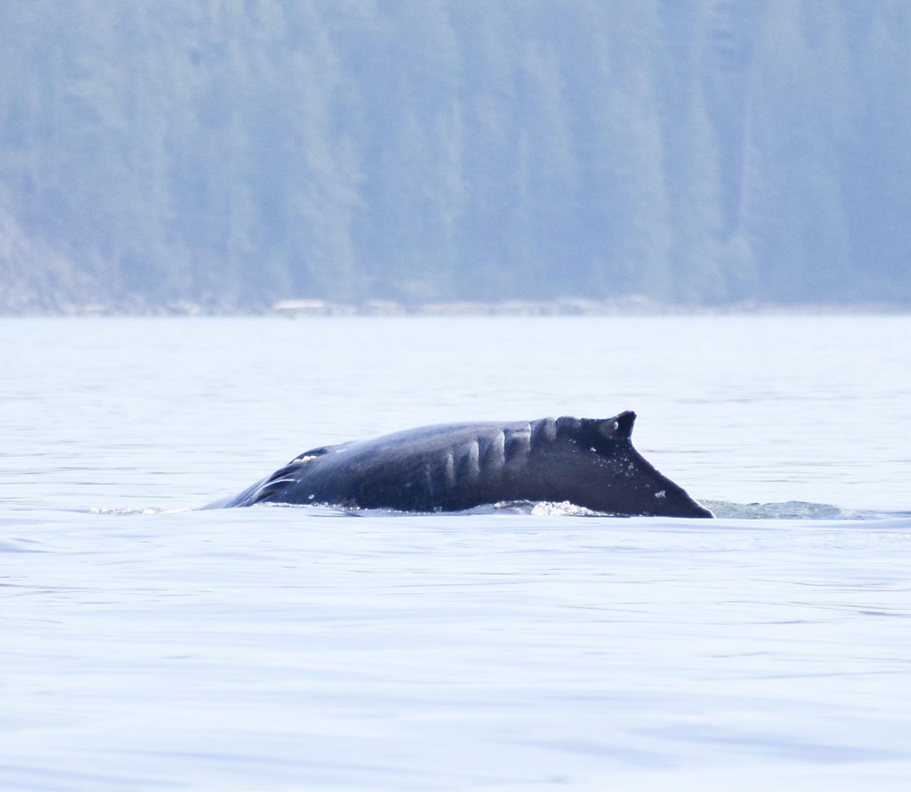 mers marine education research society whale callahan with scarring from boat propeller