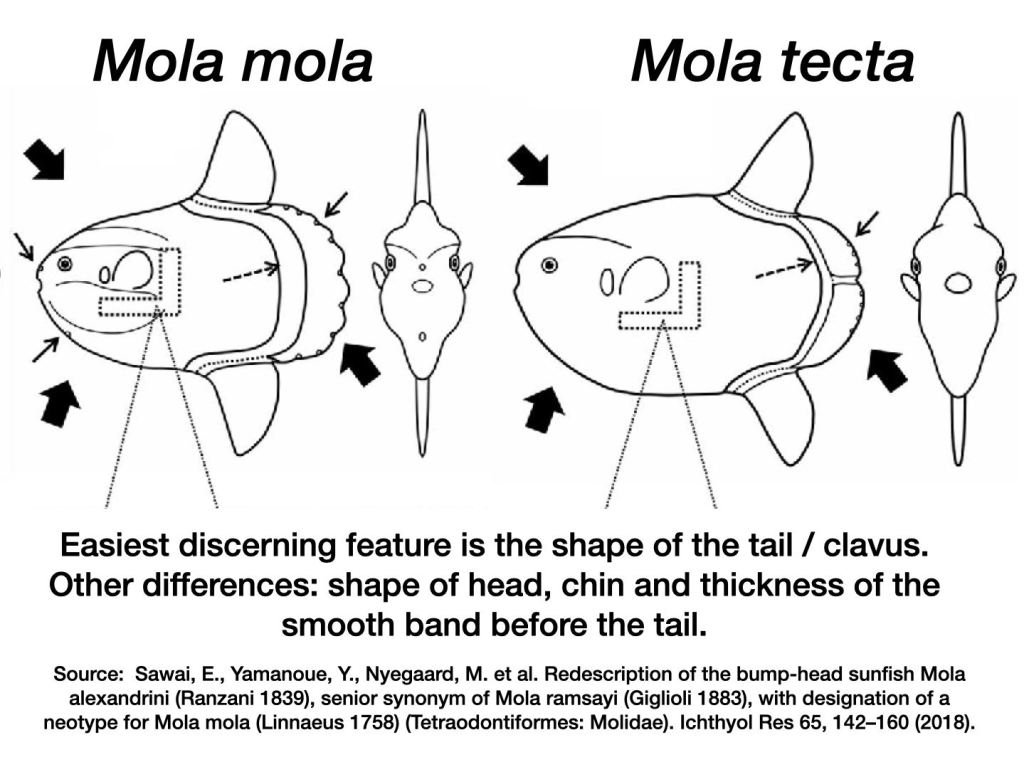 mers mola mola mola tecta